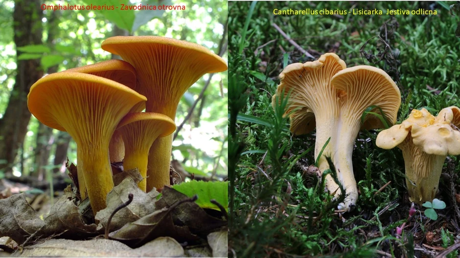 Jedna od najčešćih grešaka je prilikom branja lisičarki, koje imaju otrovnu "dvojnicu" - gljivu zavodnicu