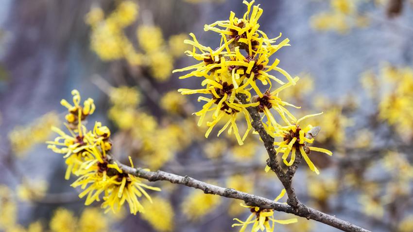 varázsmogyoró, csodamogyoró, Hamamelis