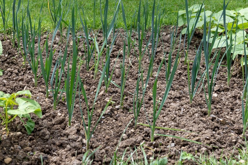 Sadzonki pora - kiedy sadzić do gruntu?