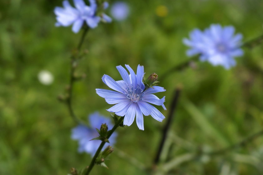 Cykoria podróżnik (Cichorium intybus)