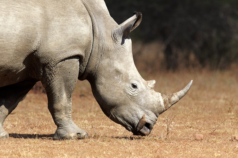 "Racing Extinction – Ginący Świat": kadr z filmu