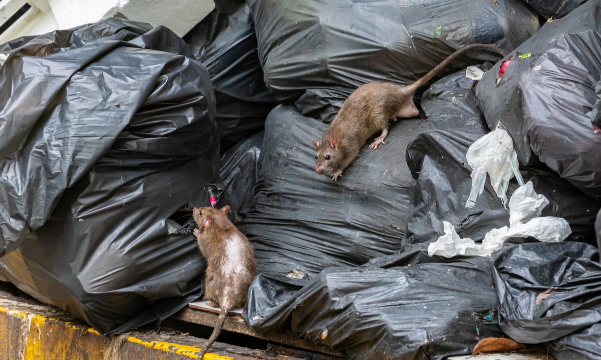 Inwazja szczurów w polskim mieście. "Do śmietnika nie idę po zmroku"