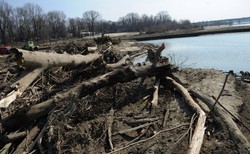 Wycinka nad Wisłą wstrzymana. Trzaskowski zgadza się na okrągły stół