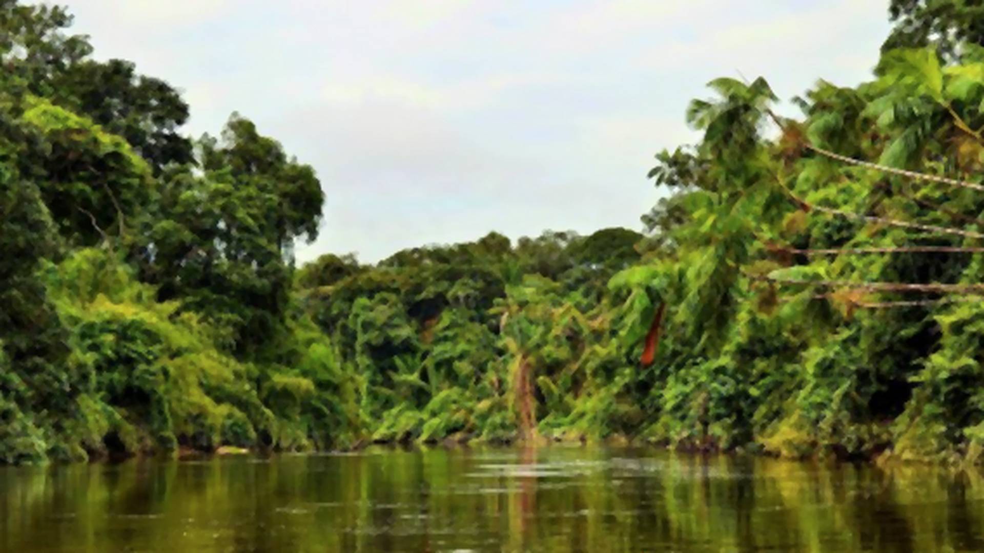 Odlesňovanie v Amazónii dosiahlo nový rekord: Za mesiac ubudlo viac než 1000 kilometrov pralesa