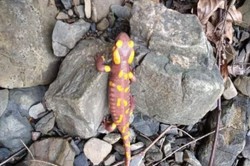 Rzadki okaz odkryty w polskich lasach. "Gwiazda"