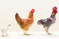 Rooster and hen standing with chick in studio