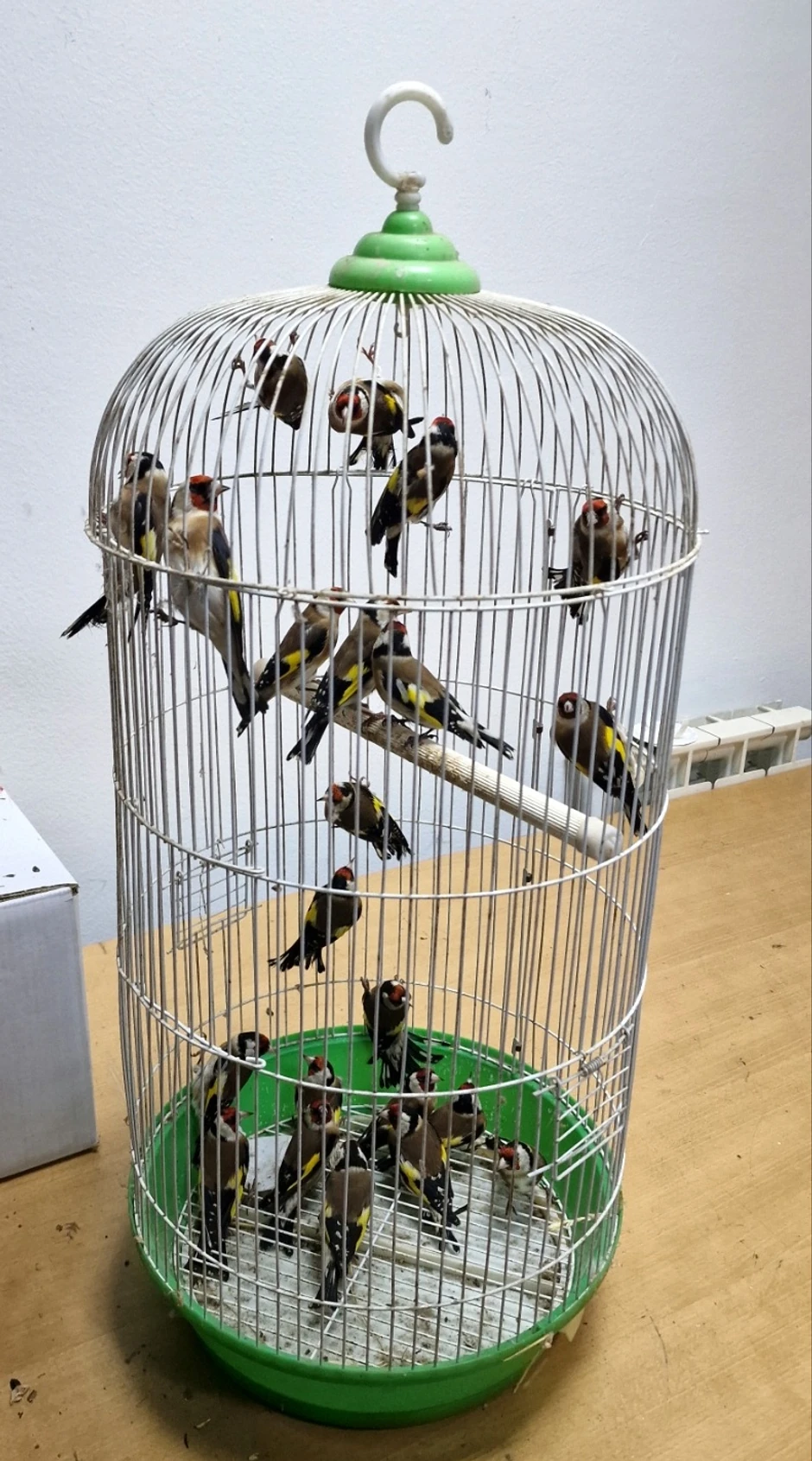 Švercovane ptice pevačice u autobusu