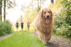 Na Maderze psy będą wykrywać chorych na Covid-19 turystów