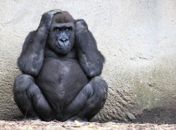 Tajemnicze zniknięcie małp w opolskim zoo