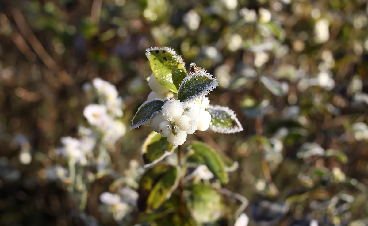 Deszcz, wiatr i przymrozki. Do Polski wciąż napływa arktyczne powietrze. Prognoza pogody na 8 maja 2025