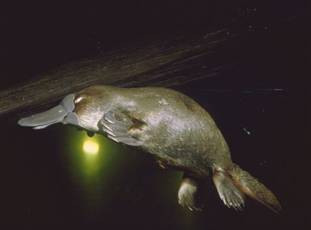 Diving platypus --- Image by  Hans ReinhardzefaCorbis