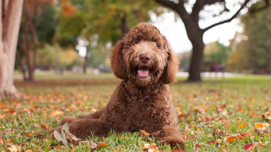 Labradoodle to rasa psa wyhodowana niedawno - micajoy104/stock.adobe.com