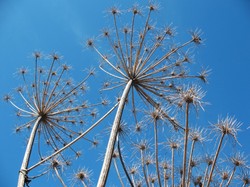 Uwaga! Ten chwast może dotkliwie oparzyć