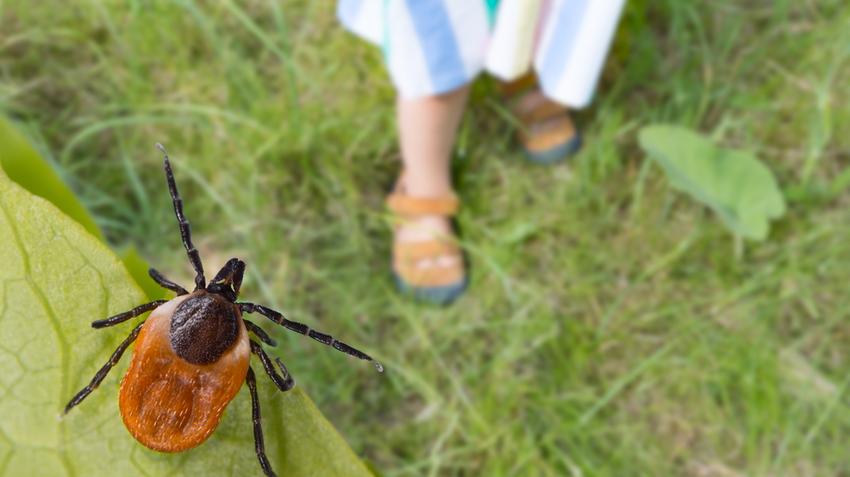 kullancs, Meningitis, védőoltás, fertőző agyhártyagyulladás