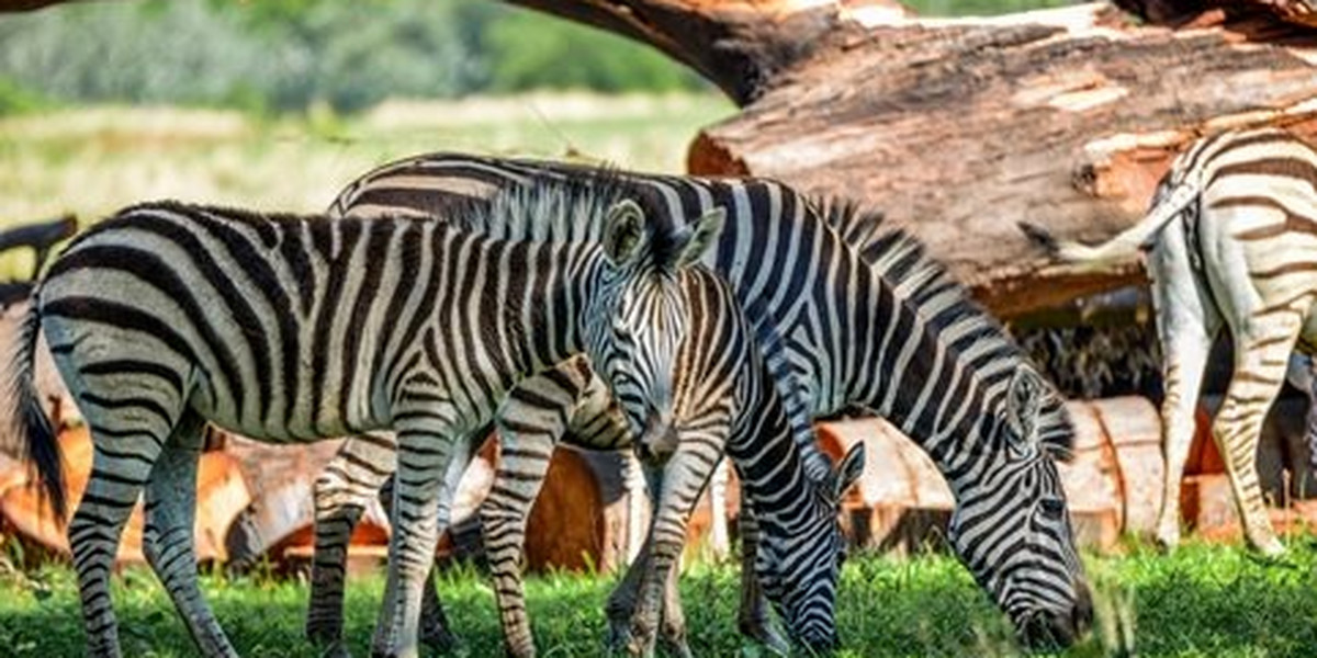 Safari w Republice Południowej Afryki Albatros