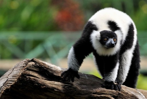 LEMUR