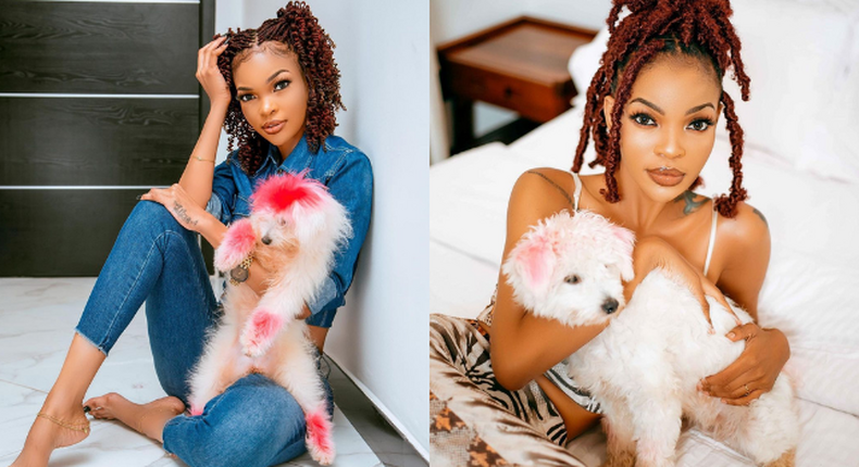Actress Wema Sepetu offers Tsh. 2 Million to whoever will find her lost Dog ‘Vanilla