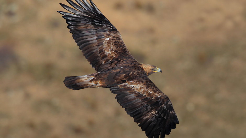 Orzeł przedni (Aquila chrysaetos)