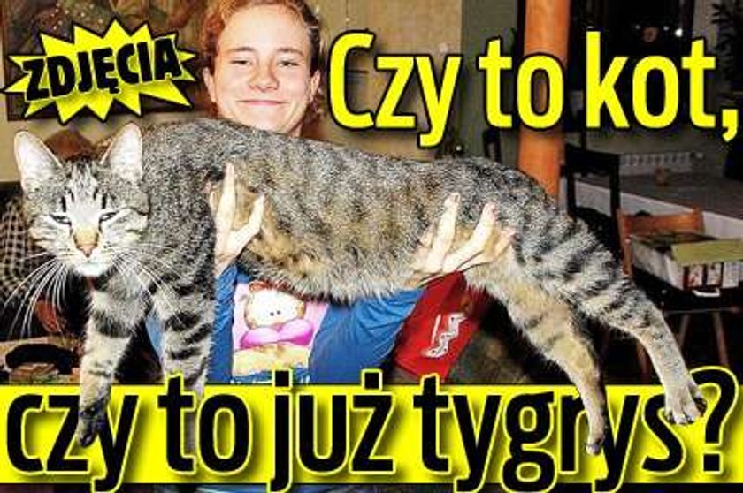 Czy to kot czy już tygrys?