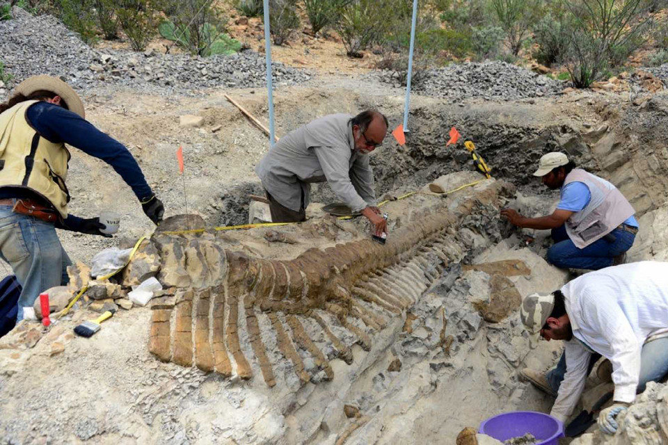 Meksyk: odnaleziono dobrze zachowany ogon dinozaura