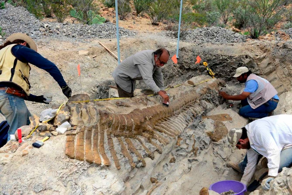 Meksyk: odnaleziono dobrze zachowany ogon dinozaura