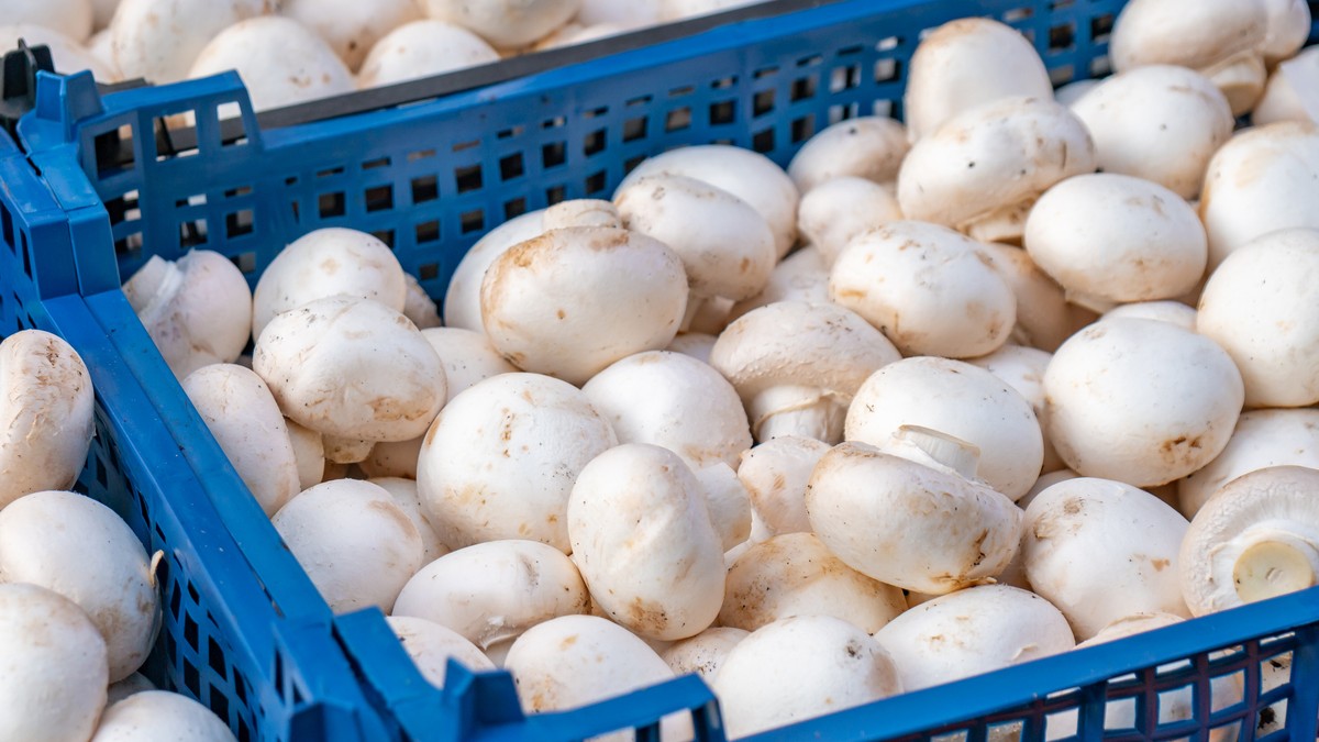 Kako za 10 sekundi proveriti svežinu šampinjona u prodavnici 