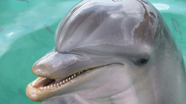 Niespotykana adopcja w świecie zwierząt. Samica delfina przyjęła ...