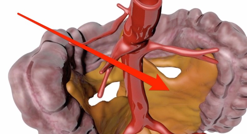 Here’s why the new human organ everyone’s talking about is so important ...