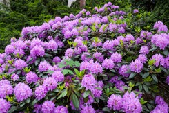 Kluczowy termin w pielęgnacji rododendronów. Różanecznik odwdzięczy się pięknymi kwiatami