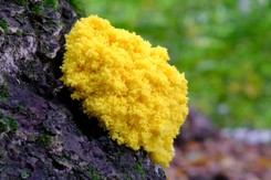 'Masło czarownicy' jest już w całej Polsce. To nietypowy gatunek grzybów