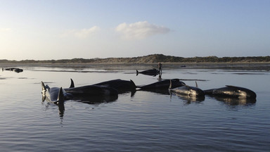 Nowa Zelandia: morze wyrzuciło na brzeg ok.200 zbłąkanych wielorybów