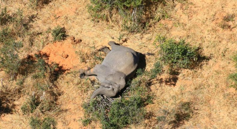 Hundreds of elephants have been found dying (picture courtesy of National Park Rescue)