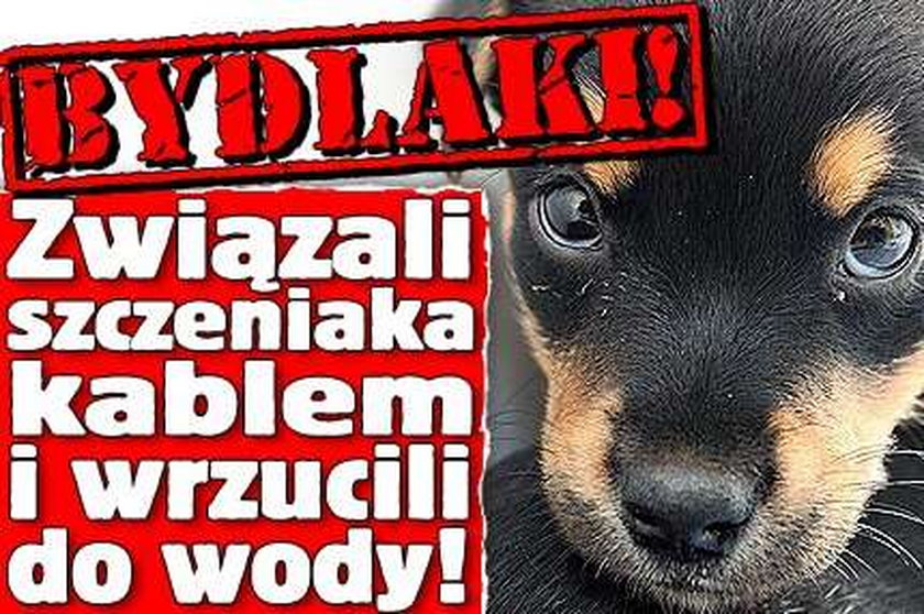 Bydlaki! Związali szczeniaka kablem i wrzucili do wody!