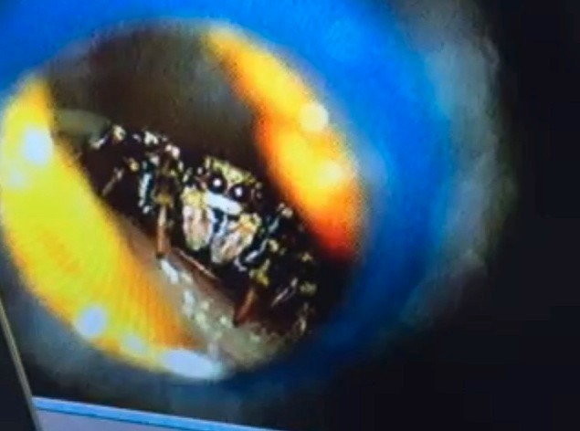 'I znaleziono tego małego kolesia'