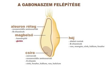 Így épül fel egy gabonaszem