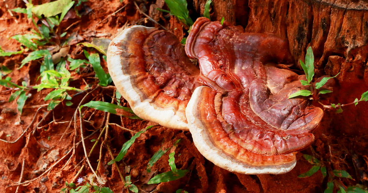 Гриб красный трутовик. Трутовик лакированный Ganoderma lucidum. Гриб рейши трутовик. Рейши (трутовик лакированный). Гриб Ganoderma lucidum.