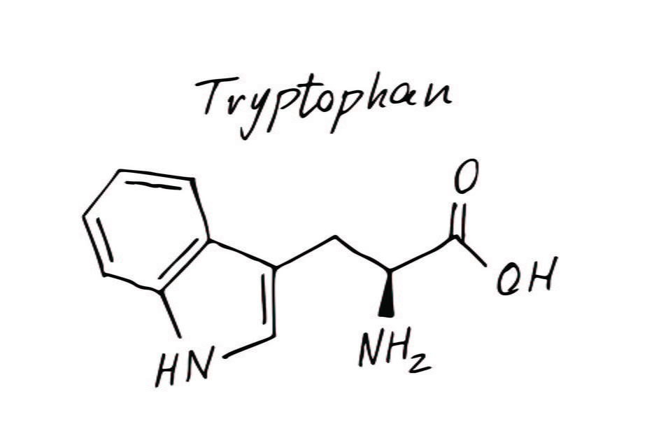 Tryptofan to jeden z 20 aminokwasów występujących w organizmie człowieka