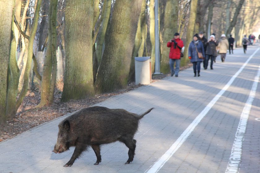 Inwazja dzików. Chowają się w mieście przed myśliwymi