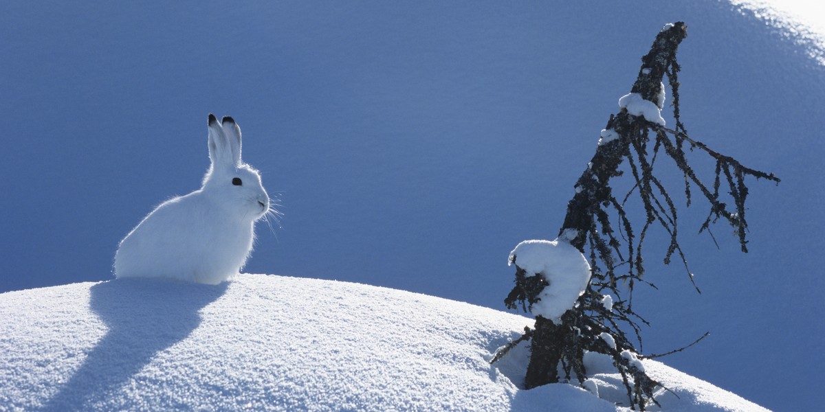 Samica zająca polarnego dokonała niebywałego wyczynu.