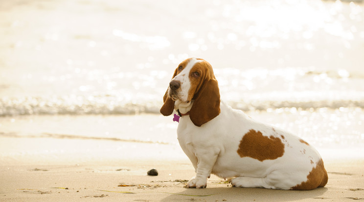 Egy ilyen Basset Hound talált rá a nemi szervere /Illusztráció: Shutterstock