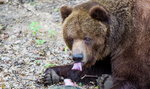 Miś Misza nie żyje. Smutek w poznańskim zoo