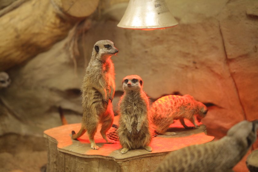 Warszawskie surykatki mają własne solarium