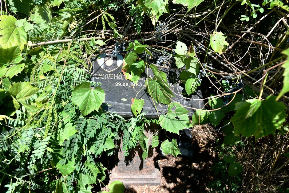 Jelena Marjanović  zarasla spomen ploča