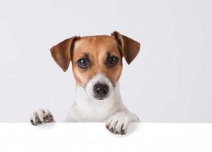 W czym małe psy mają przewagę nad dużymi? - Newsweek.pl