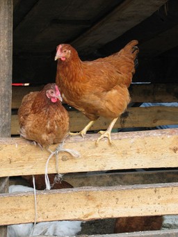 Będzie siedem dodatkowych miesięcy na wymianę klatek dla kur niosek