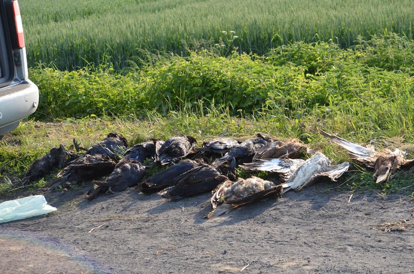 Wielowieś: 30 ptaków gatunków chronionych otrutych