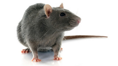 Pánik: patkány landolt egy étterem asztalán, sokkolta a vendégeket