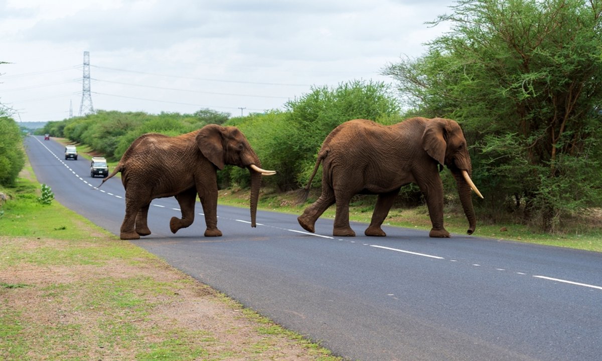 Tragedia na safari. Słoń zaatakował dwie turystki. Kobiety nie żyją