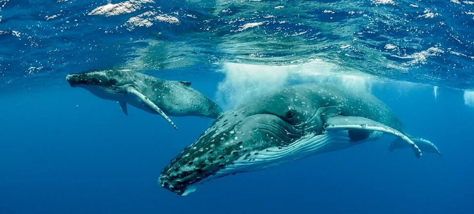 Czym jest zanieczyszczenie hałasem i jak wpływa na wieloryby?