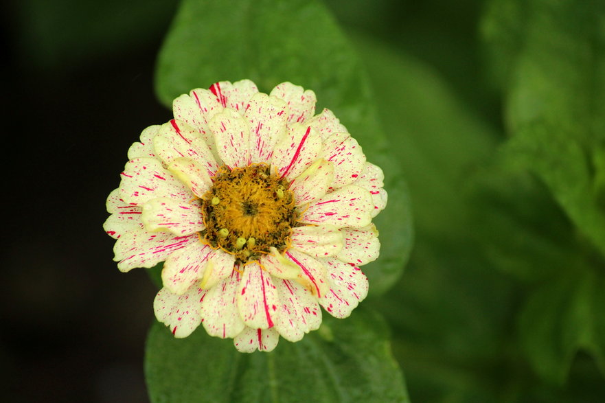 Niektóre kwiaty cynii mają zaskakujące kolory - _Alicja_/pixabay.com